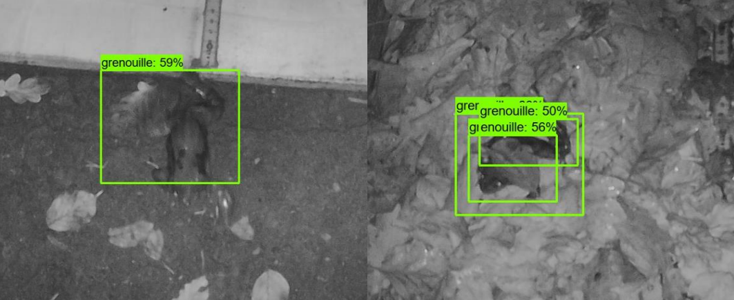 Amphibian image detection